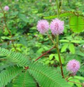 含羞草、花卉種子、花種、盆花